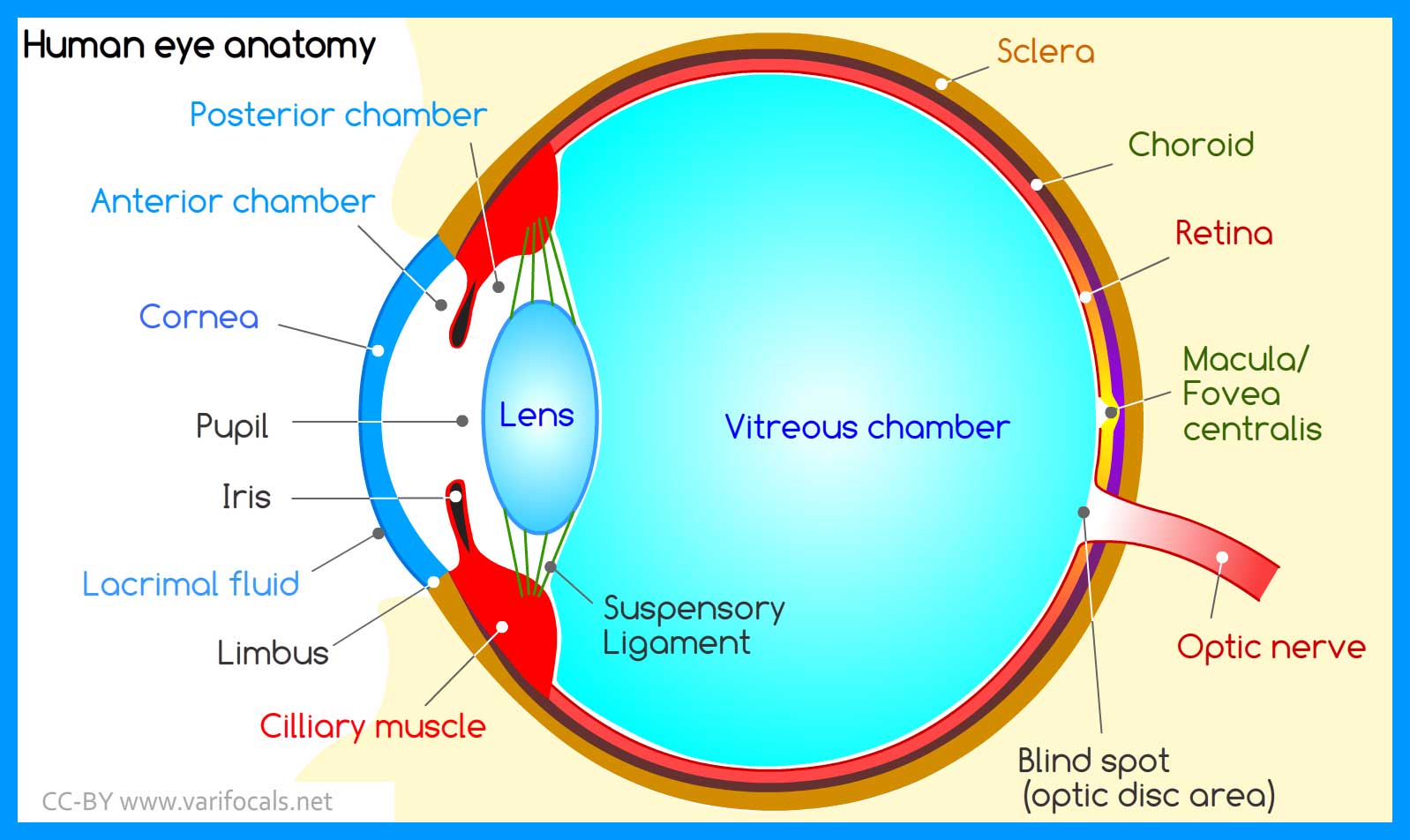 Structure and Functions of Human Eye with labelled Diagram